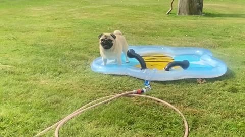 Thepugmarve is independent in pool 😍