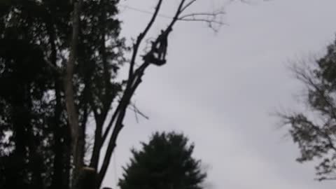 Tree top lowered with rope