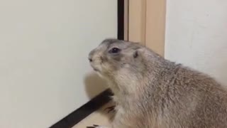 Gopher scratches the door