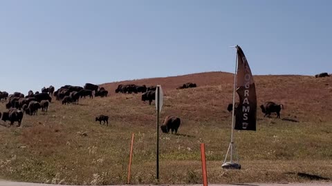 Bison roaming