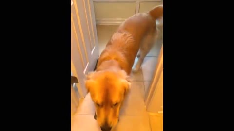 Clingy dog slides across floor while running to the bathroom when it hears the toilet seat go down