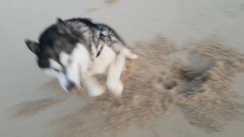 Malamute has the whole beach to himself and makes the most of it!