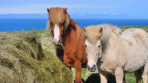 different horses with different colors