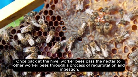 The honeybee is the only insect that produces food that we eat.