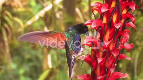 A Velvetpurple Coronet posado on a bromelaid flower in the tropical rainforest in slow motion