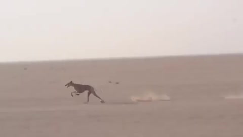 Arabic Dog Race (Old Footage)