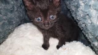 Kitten Black Sitting On Bed While Owner Shower