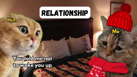 2 Cat talking Funny relationship memes