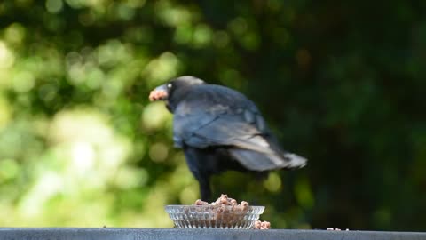 What bird is this?