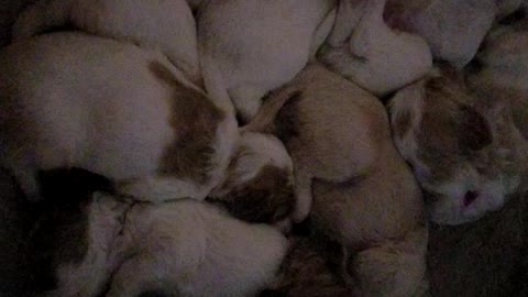 Labradoodle Puppies (3 Weeks Old!)