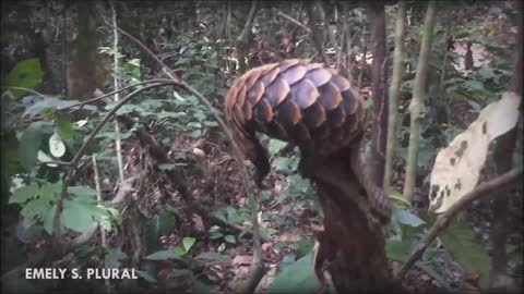 Stand up for the Pangolin