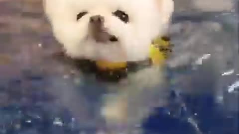 Cute Puppy Pomeranian | Ball of Floof |