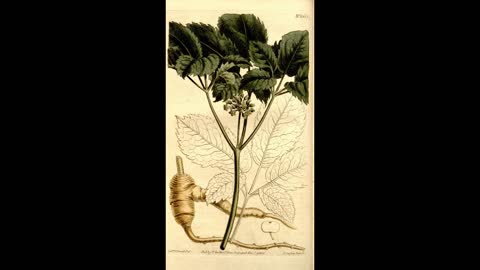 Ginseng Domestication and Herbal History