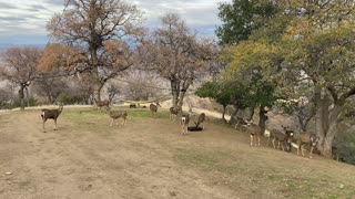 Deer Ravine Ranch 1/10/21