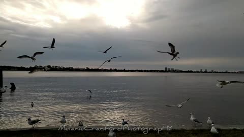 Hungry Seagulls * Tuesday Morning Moment January 25th 2022