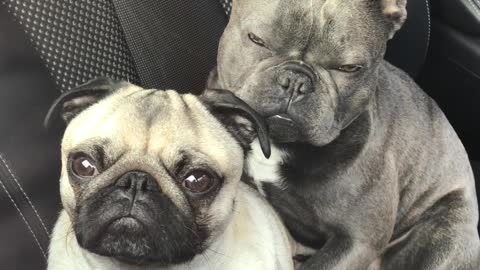 Cute dogs caught snuggling each other in car