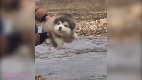 funny cute pet video