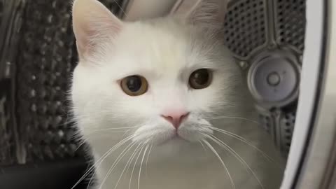 Cute cats, Cats, White cats, Bestpets