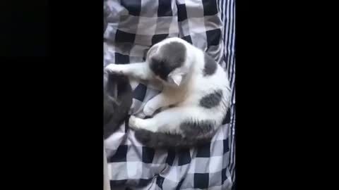 Cute and funny pet's Videos