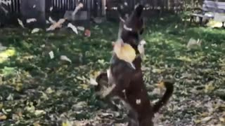Dog jumps high at falling leaves