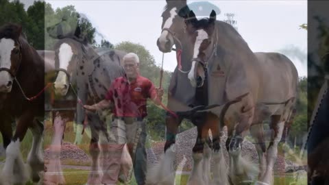 History Of The Famous Clydesdale Horses