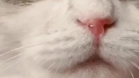 kitten with the flu