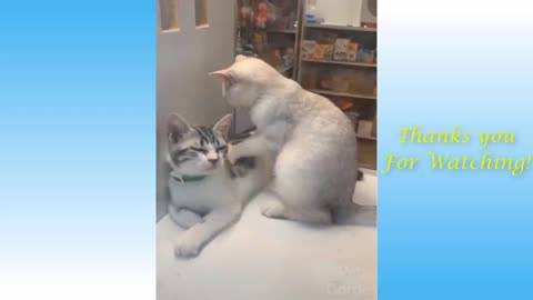 Cute dogs and cats compilation funny