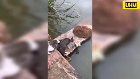 Funny fishing And funny cat