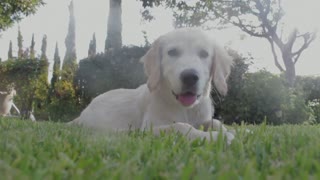 Dog Resting On Grass Field animal cute dog pet resting