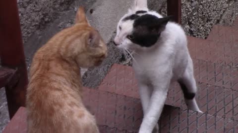 Cute Cat, but they are fighting for what?