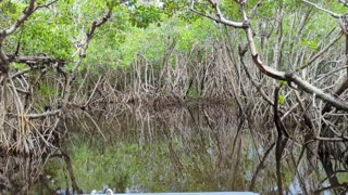 Florida Everglades Airboat Ride