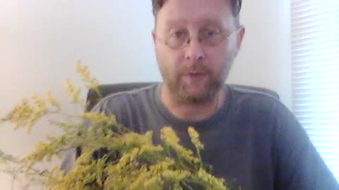 Herbal Medicine 101, Lesson 28: Goldenrod