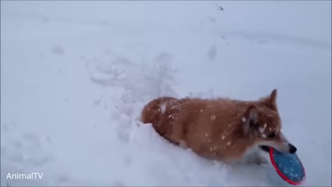 DOG PLAYING IN THE SNOW AND HAVING FUN
