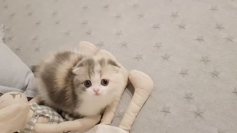 Cute kitten ✯ Short Legged