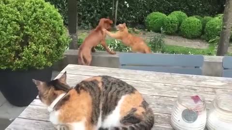 Cat protects his dog friend