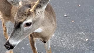 Escorting Deer Back Across the Bridge