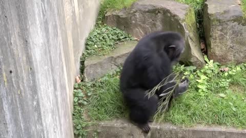 chimpanzees so amazing!
