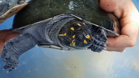 see little turtles in the water