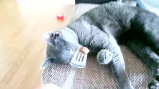 My cat loves eating!