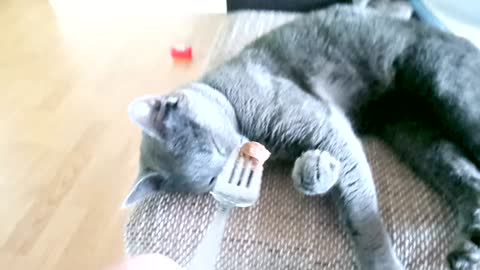 My cat loves eating!