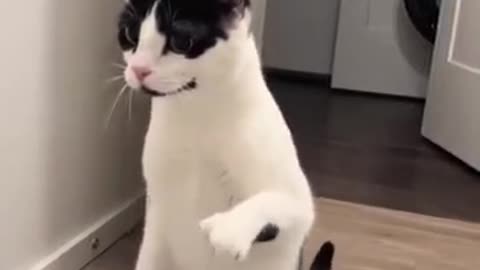 Funny cat