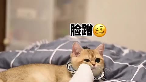 Cat who love toes funny animal