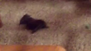 Cat Brings Bat into House and Bat Struggles to Leave