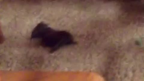 Cat Brings Bat into House and Bat Struggles to Leave