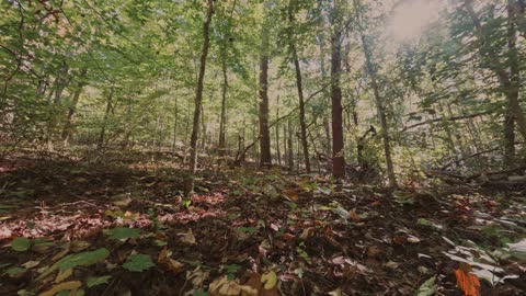 A Cool Time Lapse Video of Sunlight Through Forest Trees.