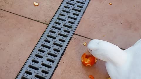 Duck eat a tangerine