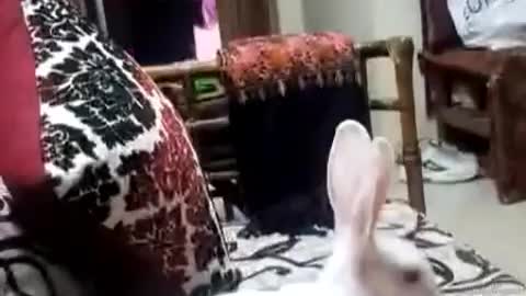 Funny Baby Bunny Rabbit Video