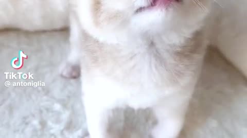 Cute kitten need milk