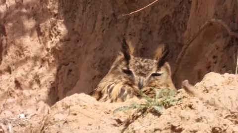 The mother in the owl's nest keeps the child warm