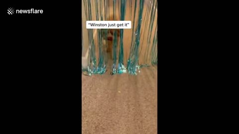 Dog becomes 'stuck' behind party streams hung in pet owner's hallway